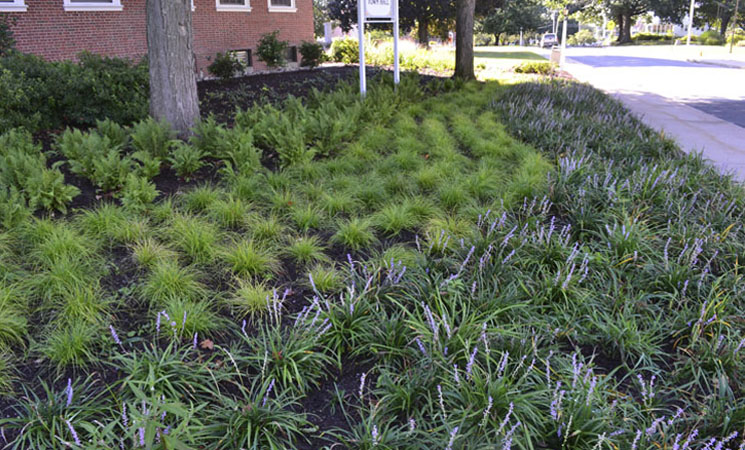 stratford town hall carex wave